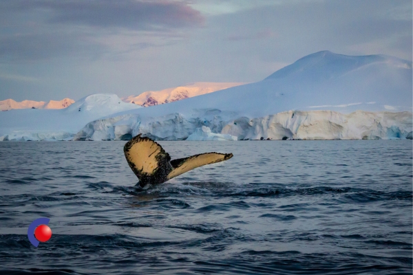 Walvisstaart bij Antarctica